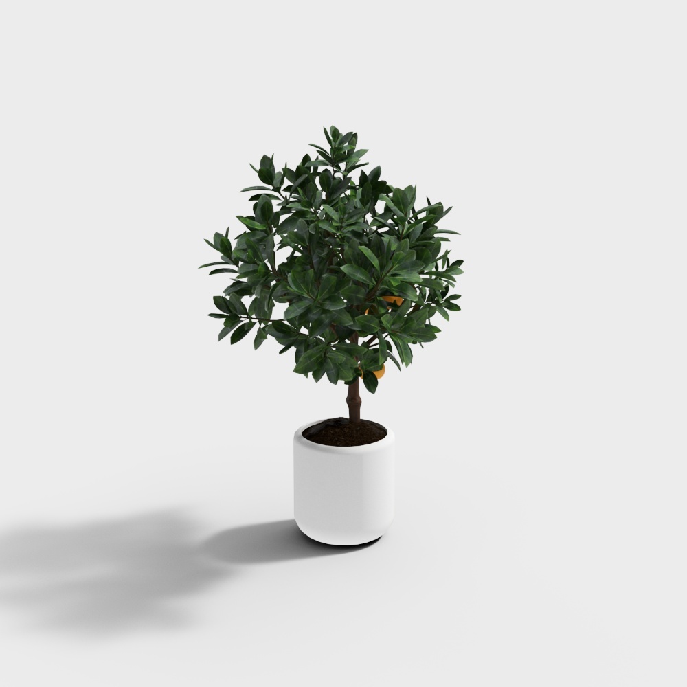 40柠檬树3D模型