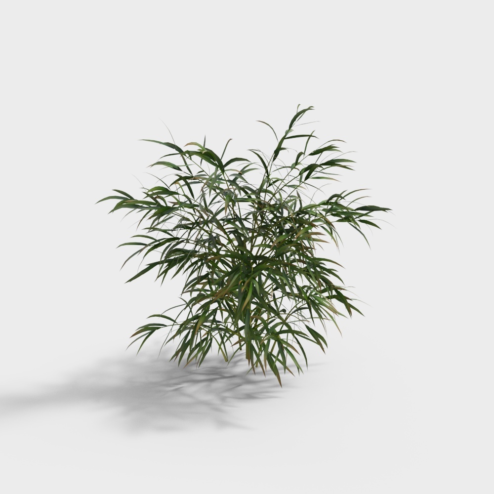 植物-竹草1-YJ