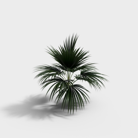 Plant-Palm-YJ
