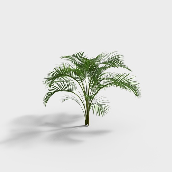 Plant-Palm 1-YJ