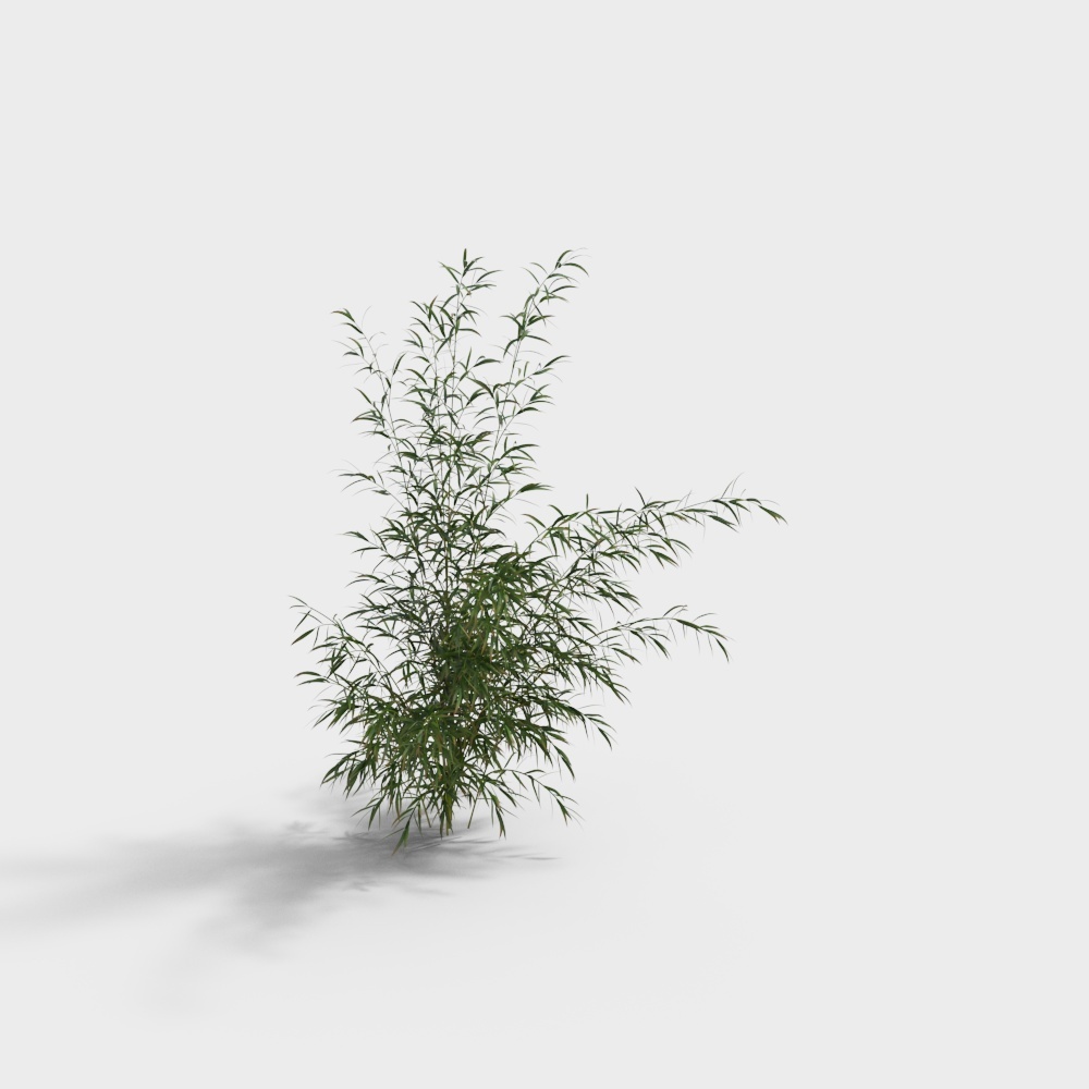 植物-竹草-YJ