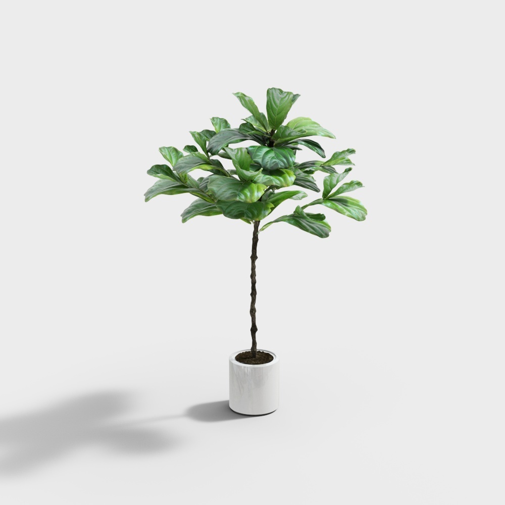 180琴叶榕