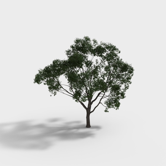 Modern landscape tree camphor tree-3