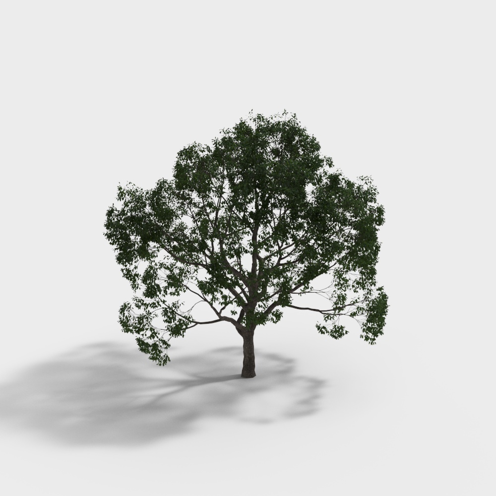 现代景观树香樟树-13D模型