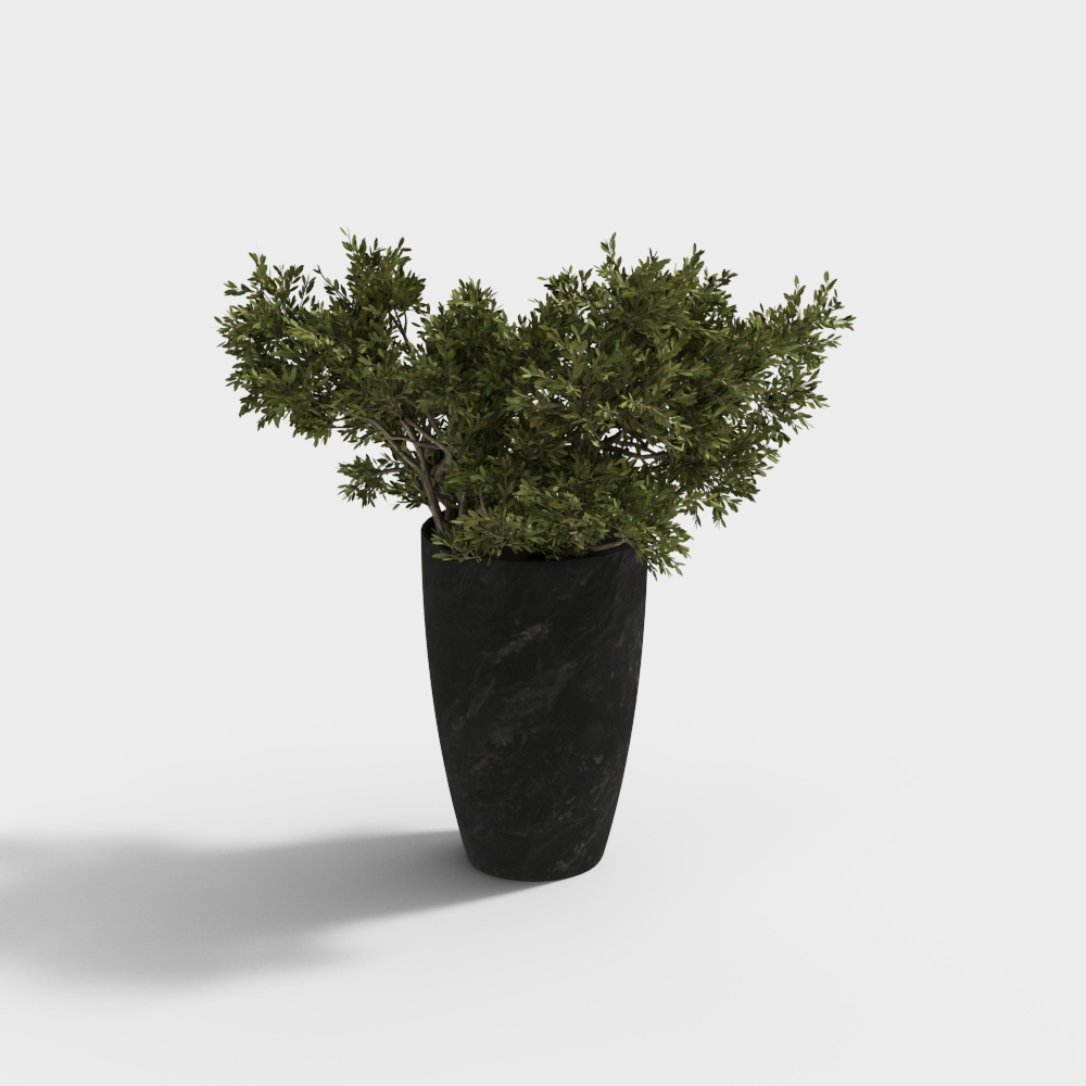 现代植物盆栽