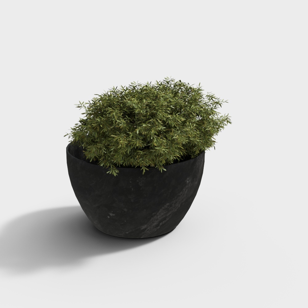 现代植物盆栽