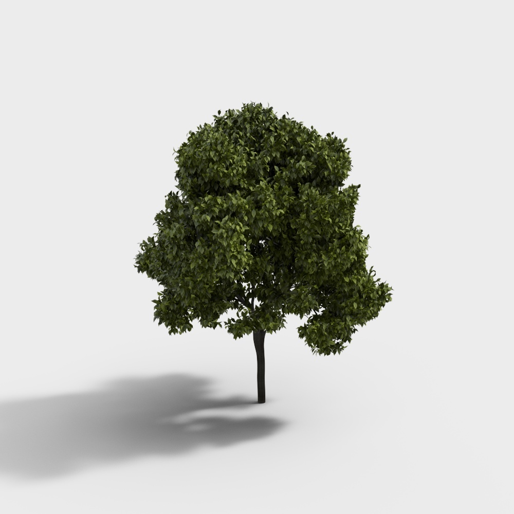 现代绿植景观树