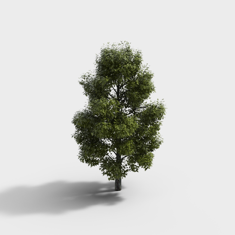 现代绿植景观树
