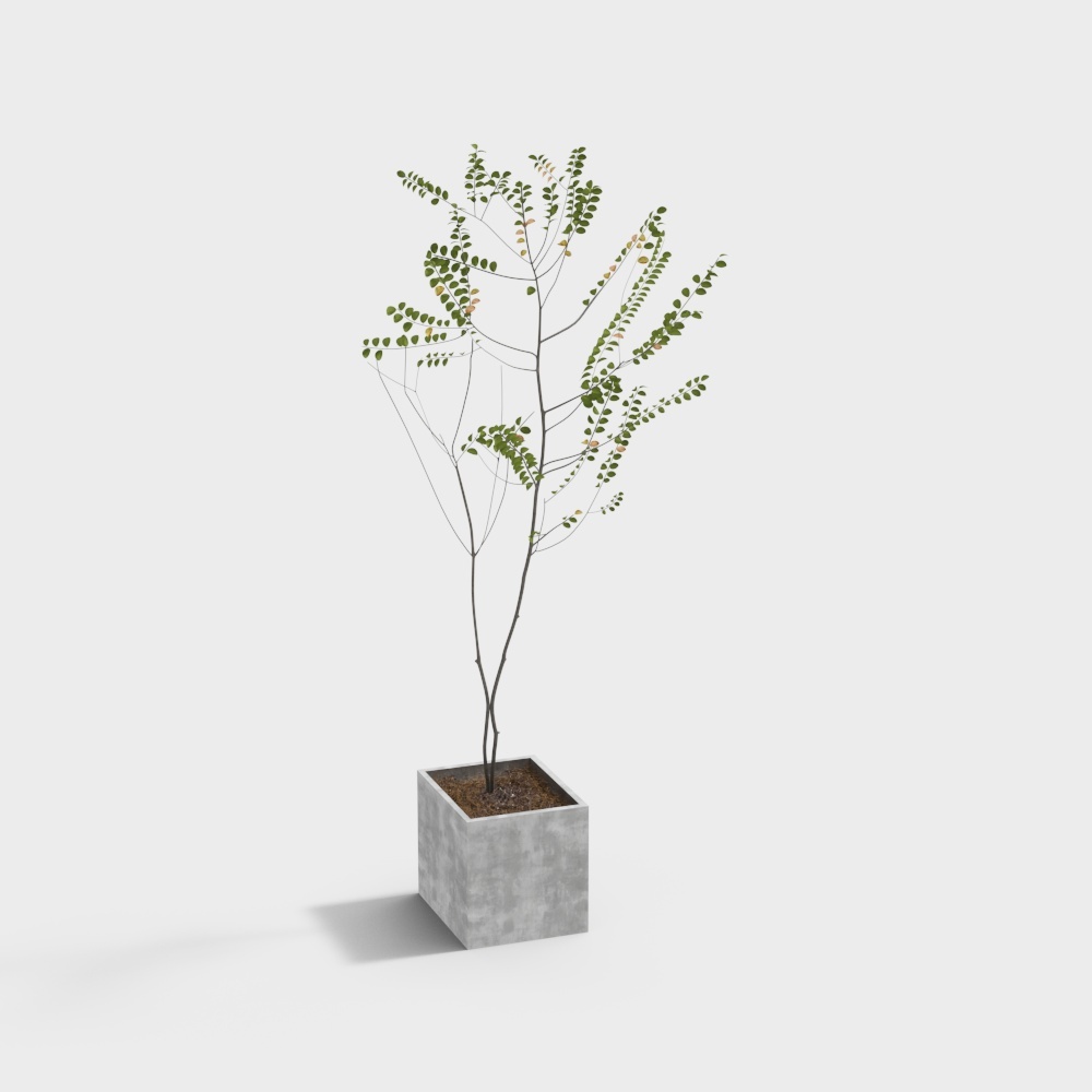 84 植物 PD