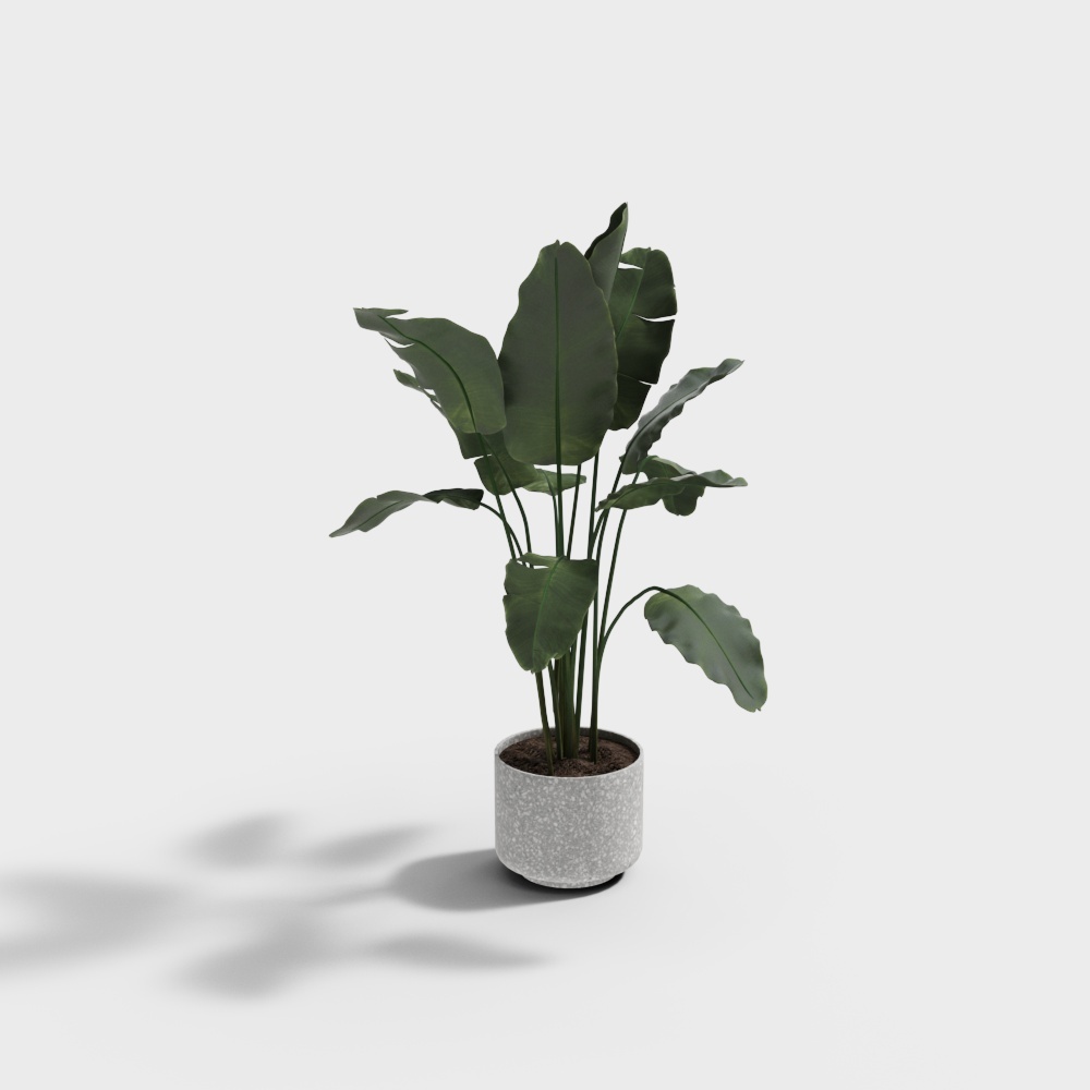 植物YR