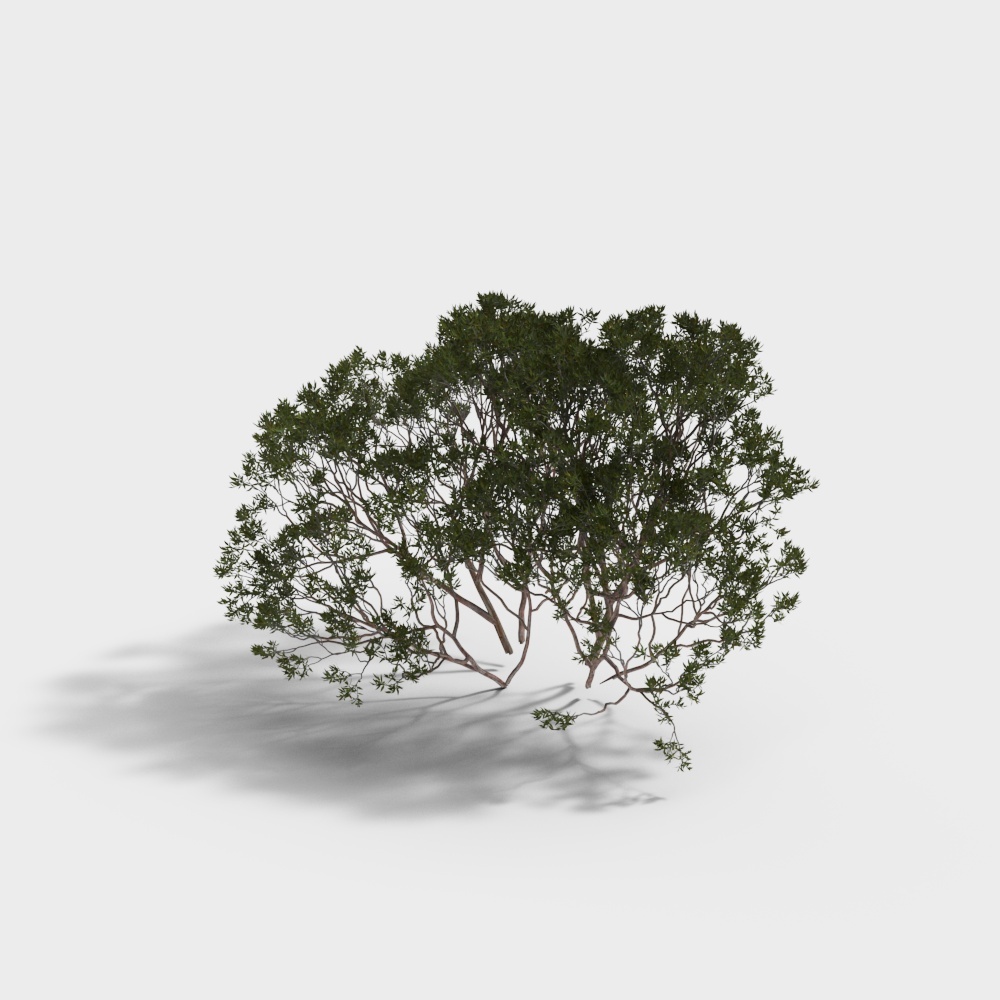 桉树183D模型