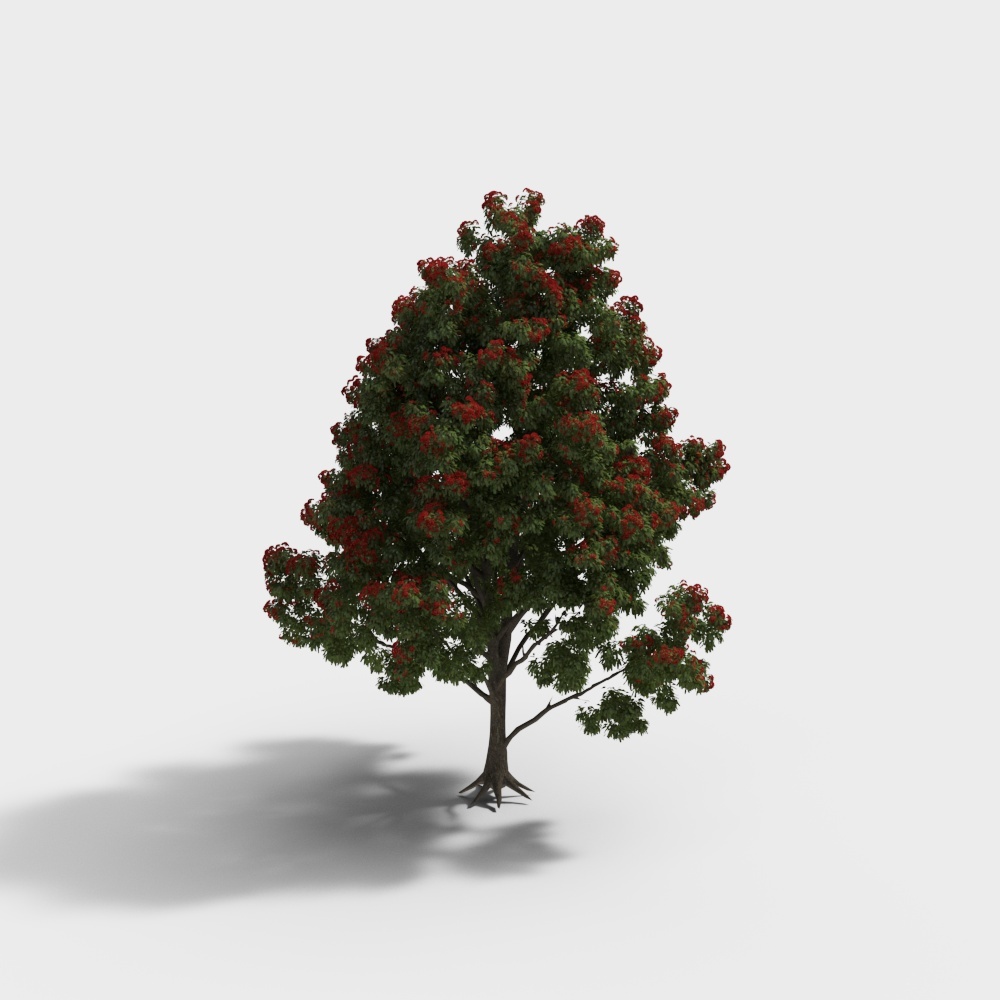 红花伞房桉33D模型