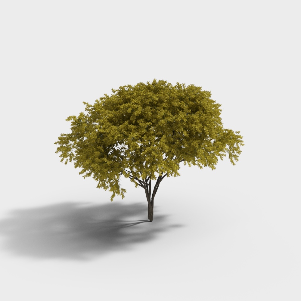 密花相思树23D模型