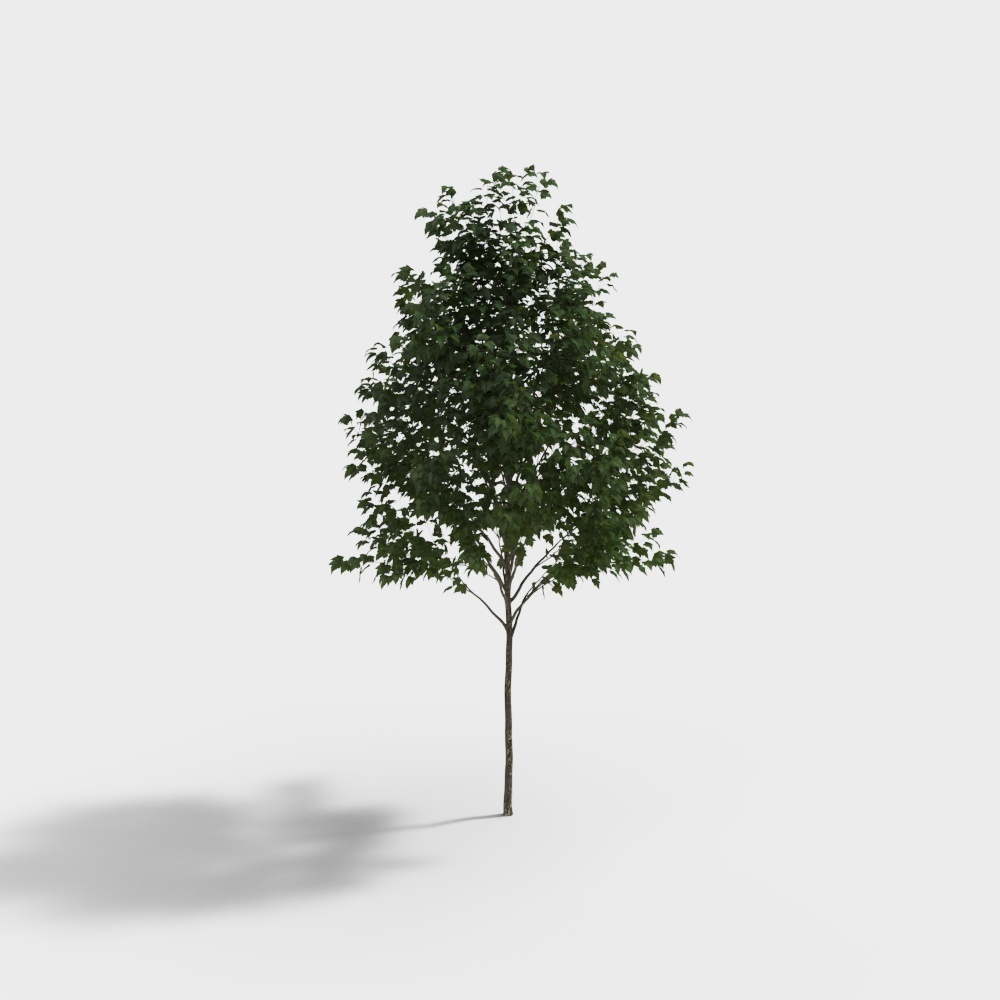 悬铃木33D模型