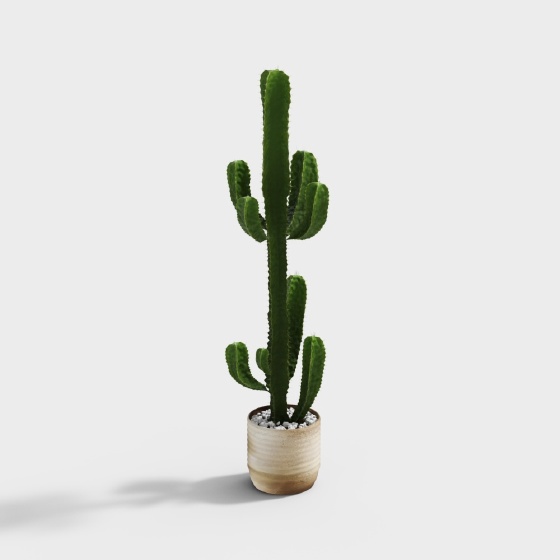 Modern potted plants - cactus
