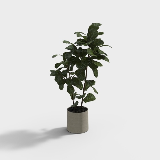 modern potted plants