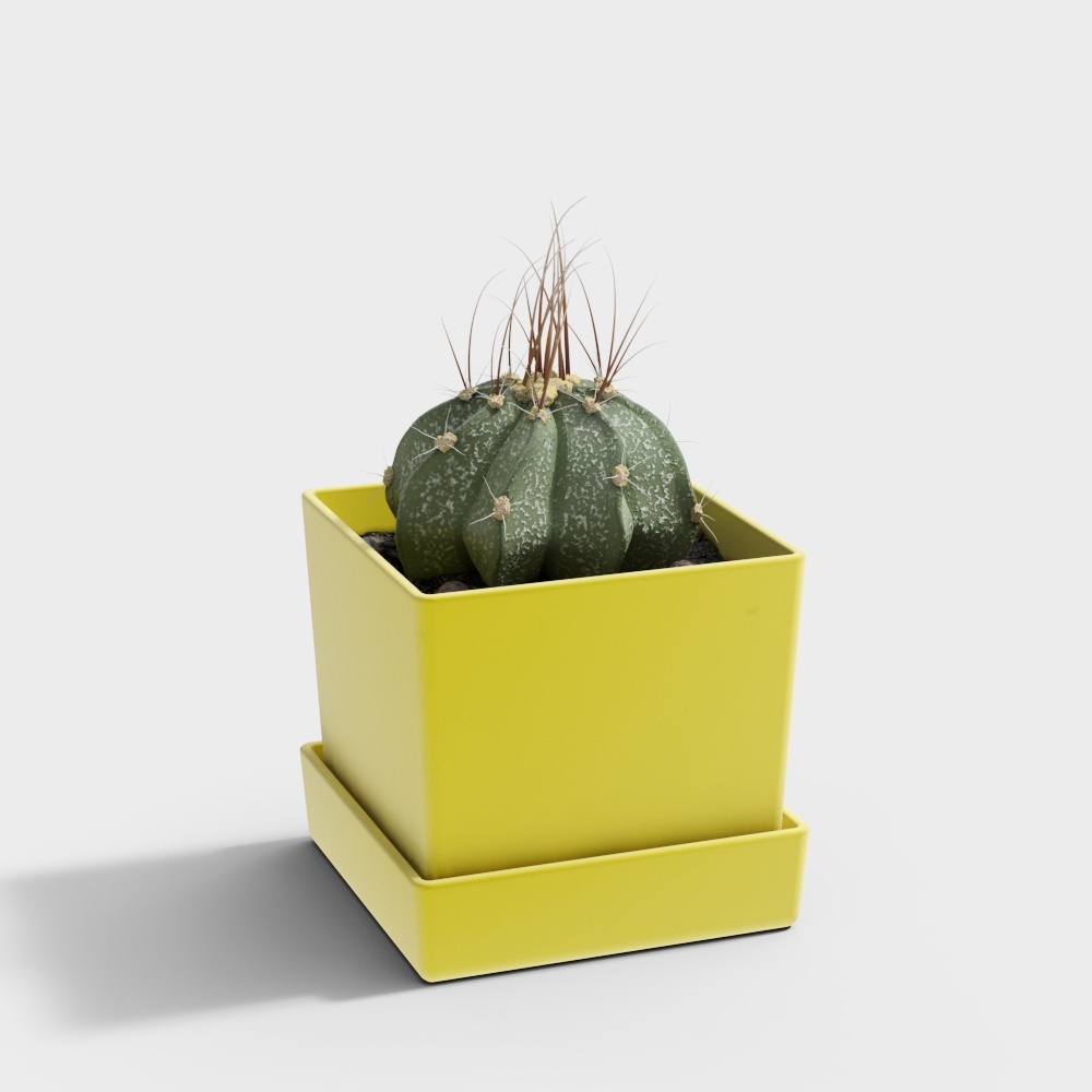 小绿植33D模型
