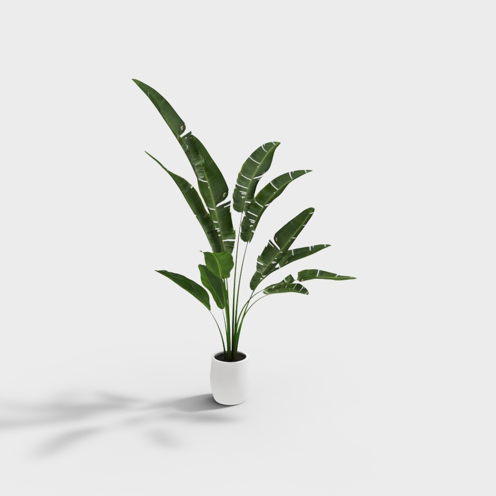 植物3D模型