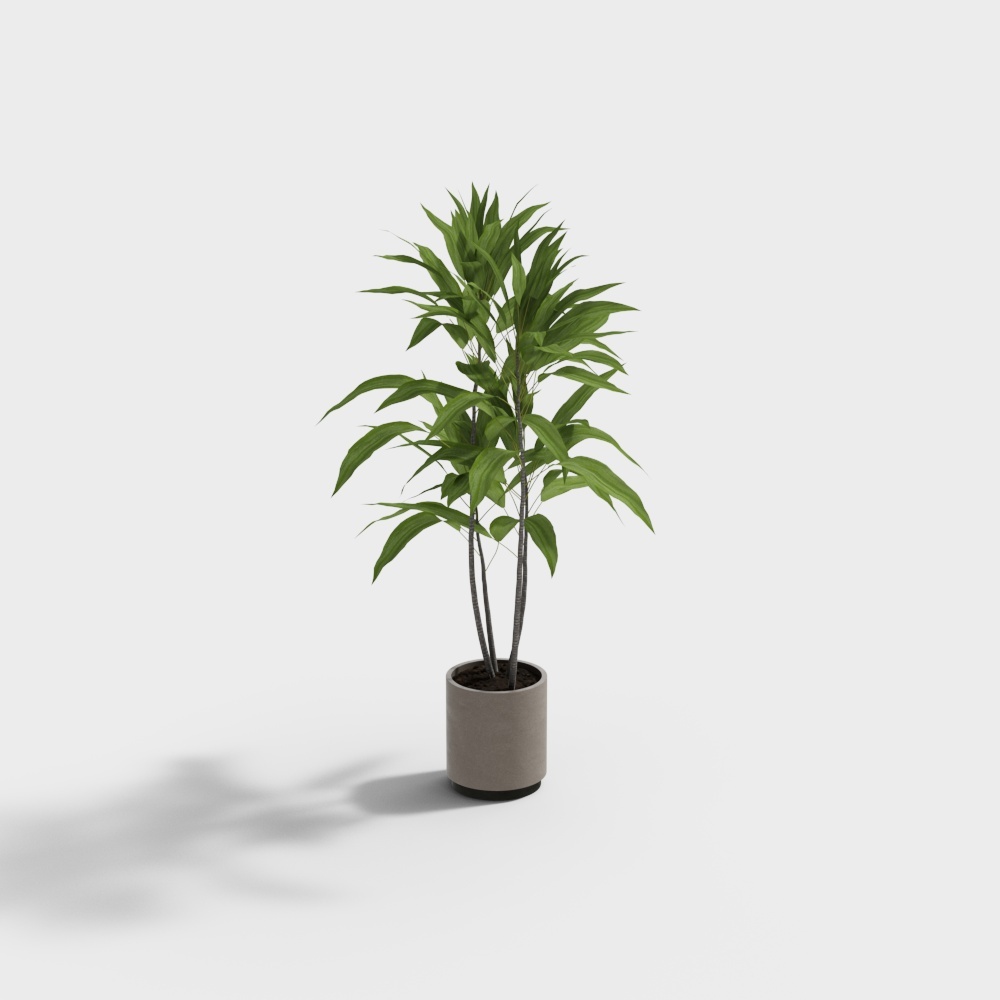 植物0063D模型