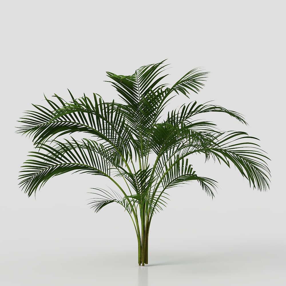 植物-棕榈1-YJ