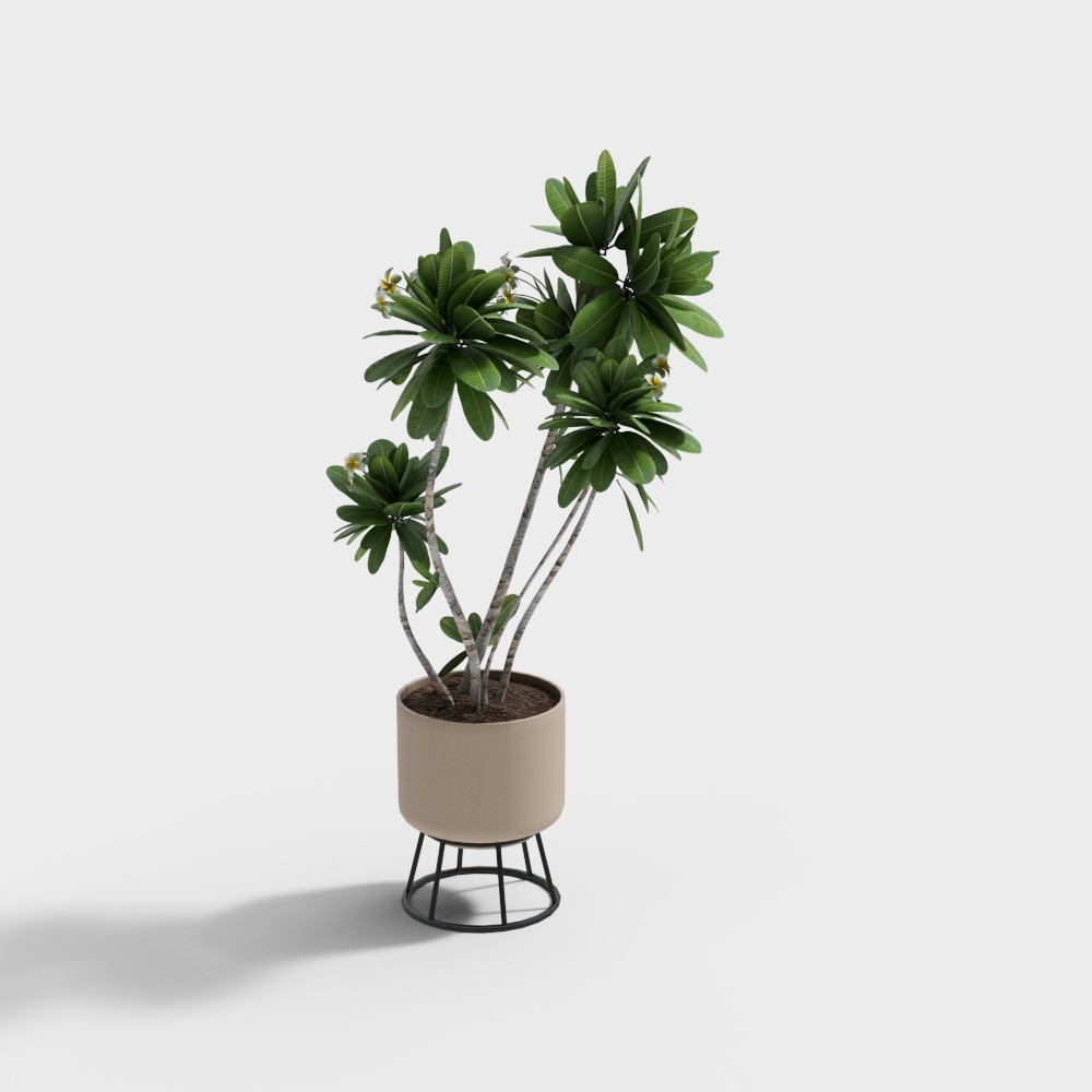 Plant_8