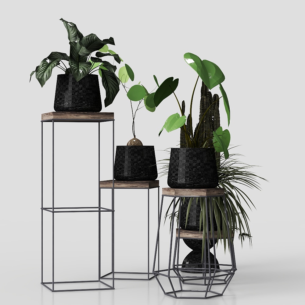 现代植物盆栽 (5)