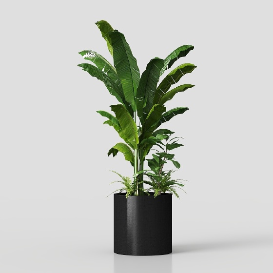 Modern Plants,Plants,green