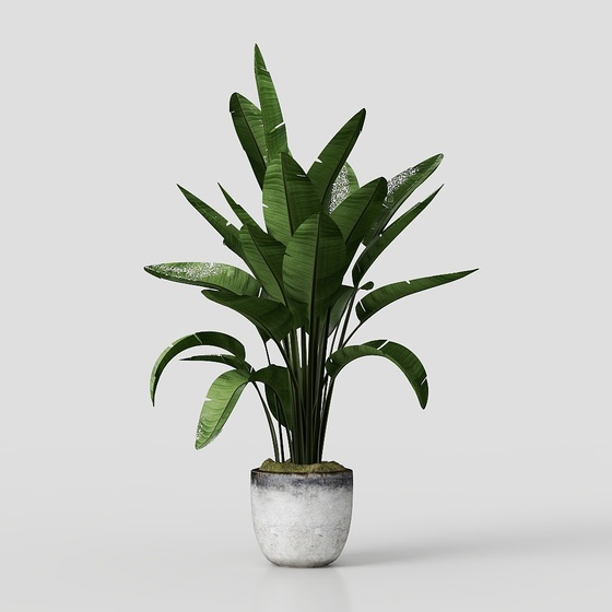 Modern Plants,Plants,green