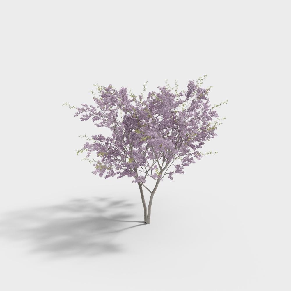 现代树-白玉兰（开花）