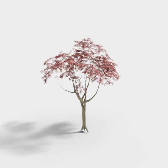 Chinese garden landscape sketch 1-Maple tree
