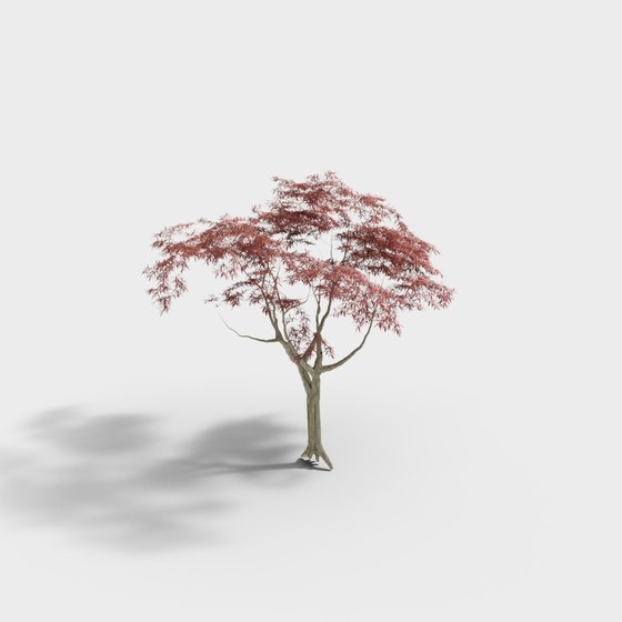 Chinese courtyard landscape Zen sketch 4-Maple tree