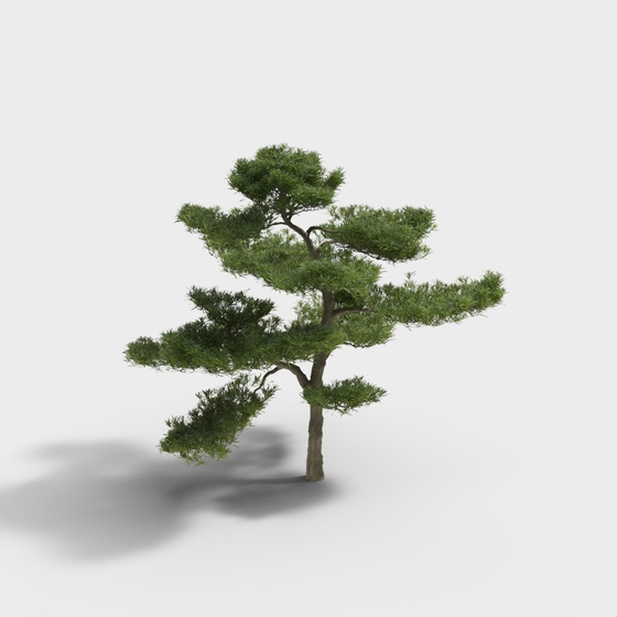 New Chinese style courtyard landscape sketch - pine tree
