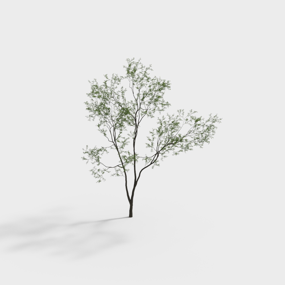 现代户外景观树-13D模型