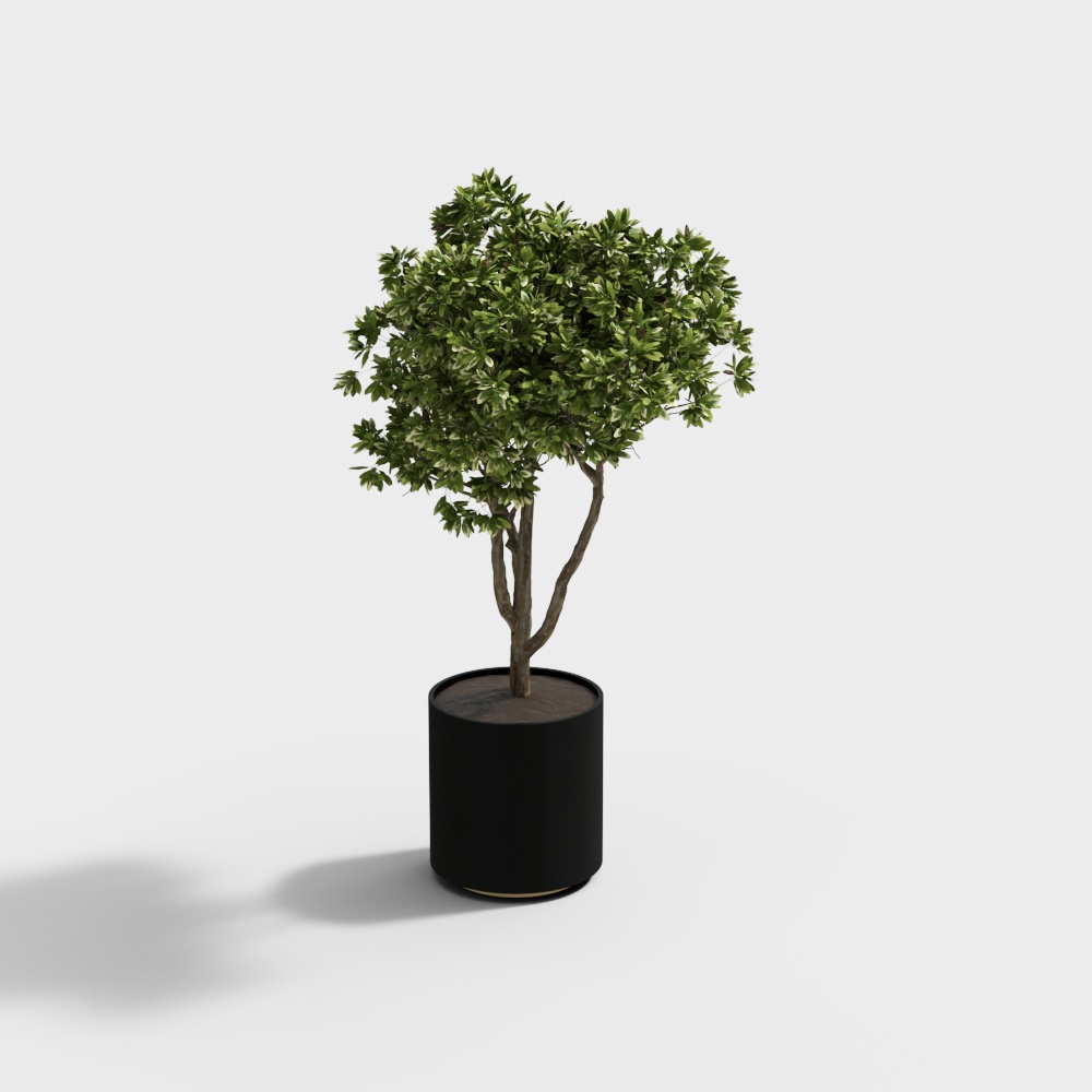 现代绿植盆栽组合-单个树