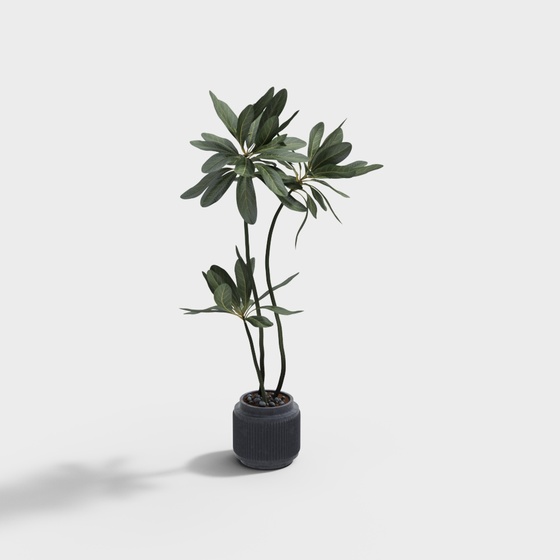 Modern potted plants - tall trees