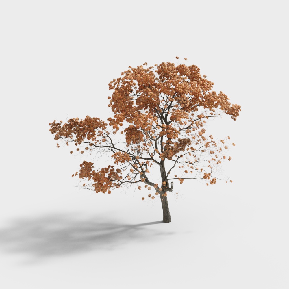 现代树-乌椿树3D模型