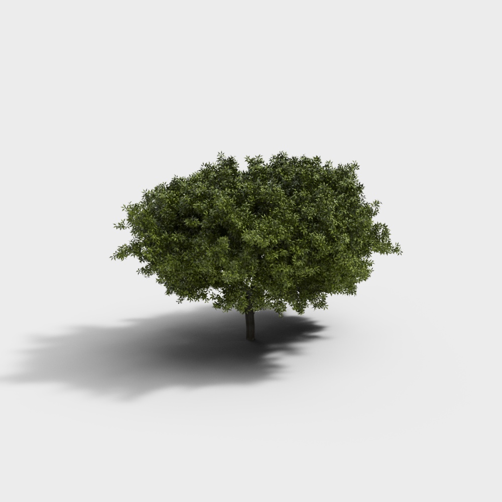 现代绿植景观树