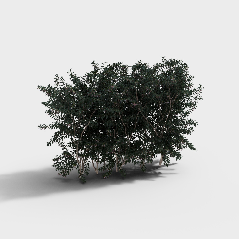 现代绿植绿篱灌木-绿植灌木