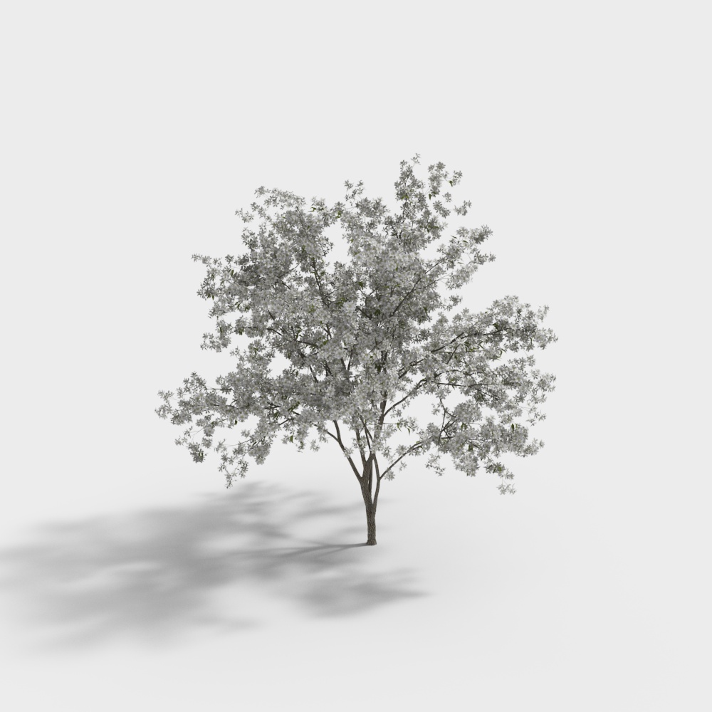 现代白色花树景观树-33D模型