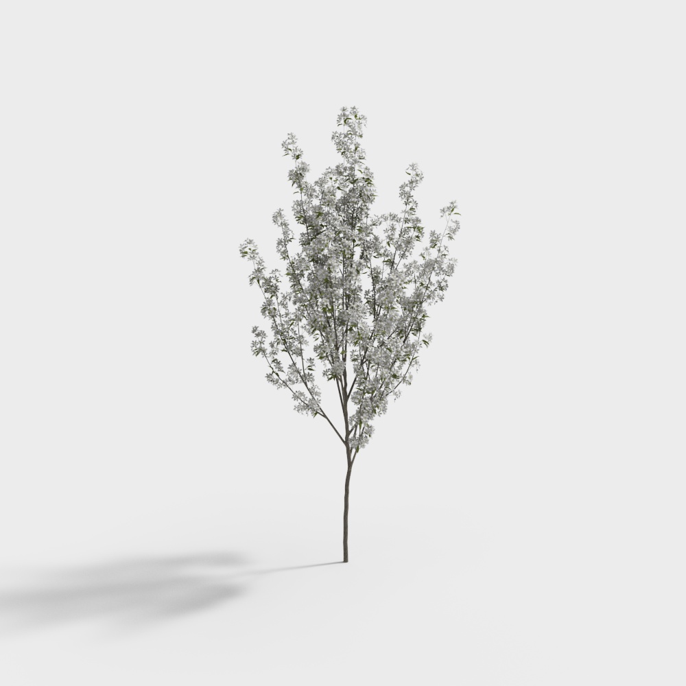 现代白色花树景观树-2