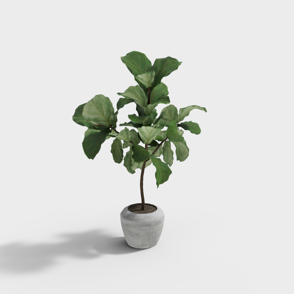 现代芭蕉植物盆栽-2