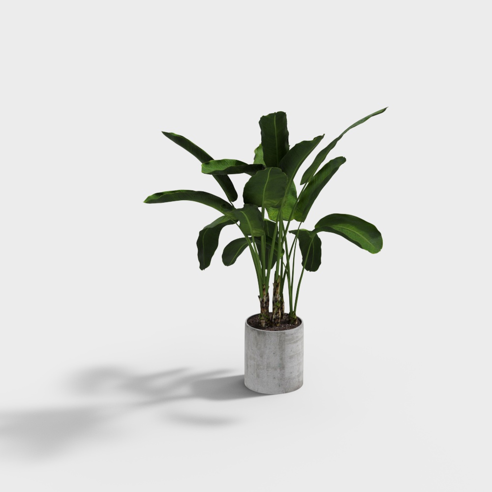 现代芭蕉植物盆栽-5