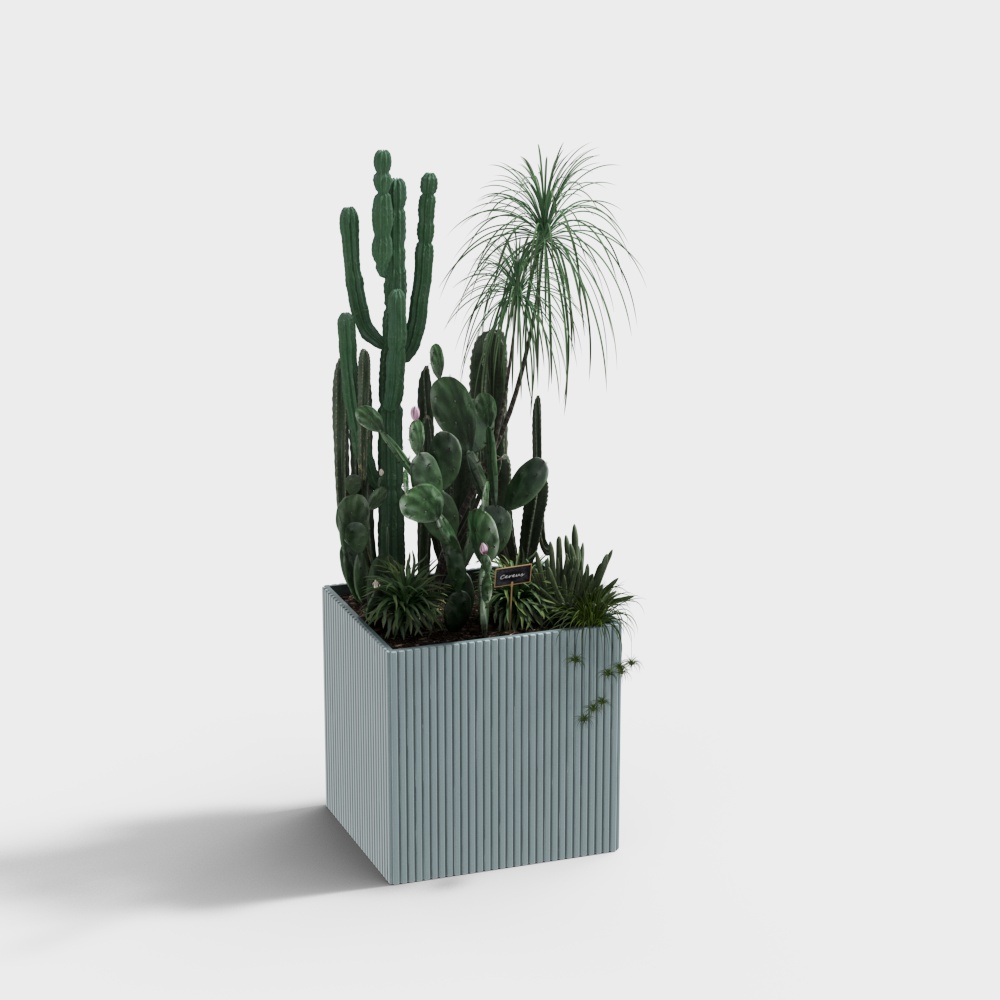 现代绿植仙人掌盆栽-蓝色花盆