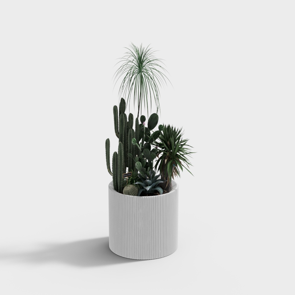 现代绿植仙人掌盆栽-白色花盆3D模型