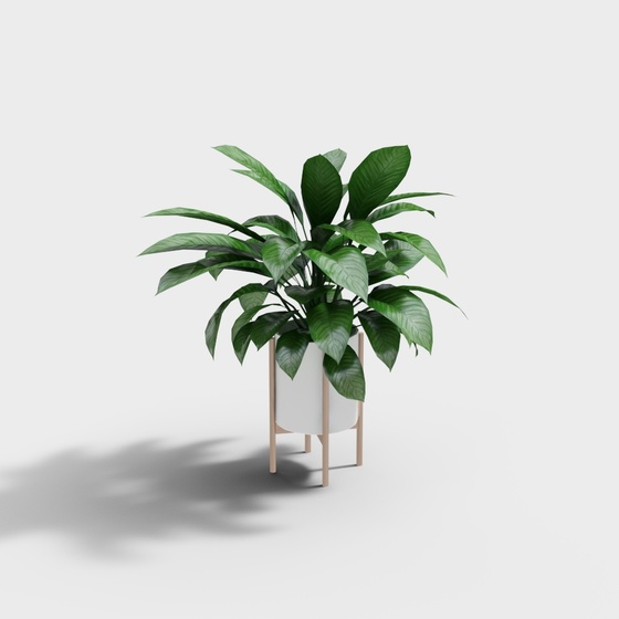 Luxury Plants,Plants,Green