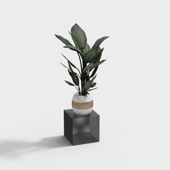 Modern Plants,Plants,Black+Earth color