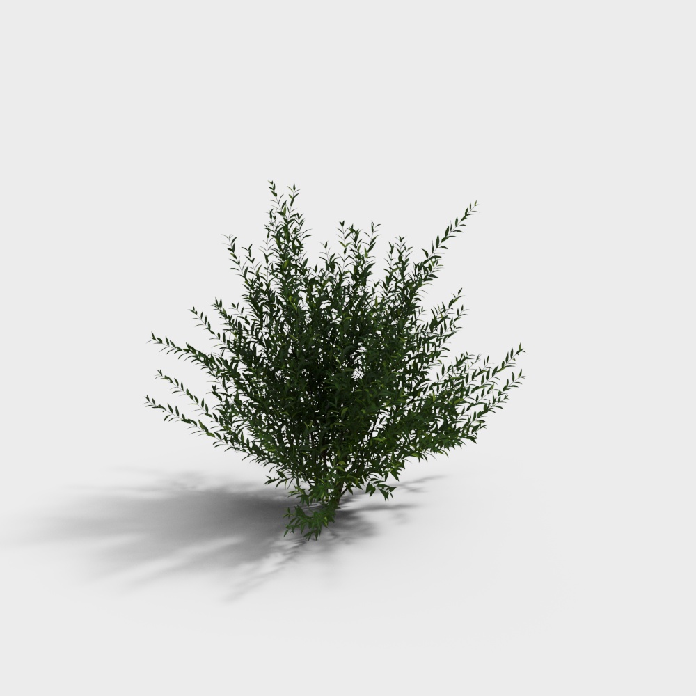 现代绿植灌木