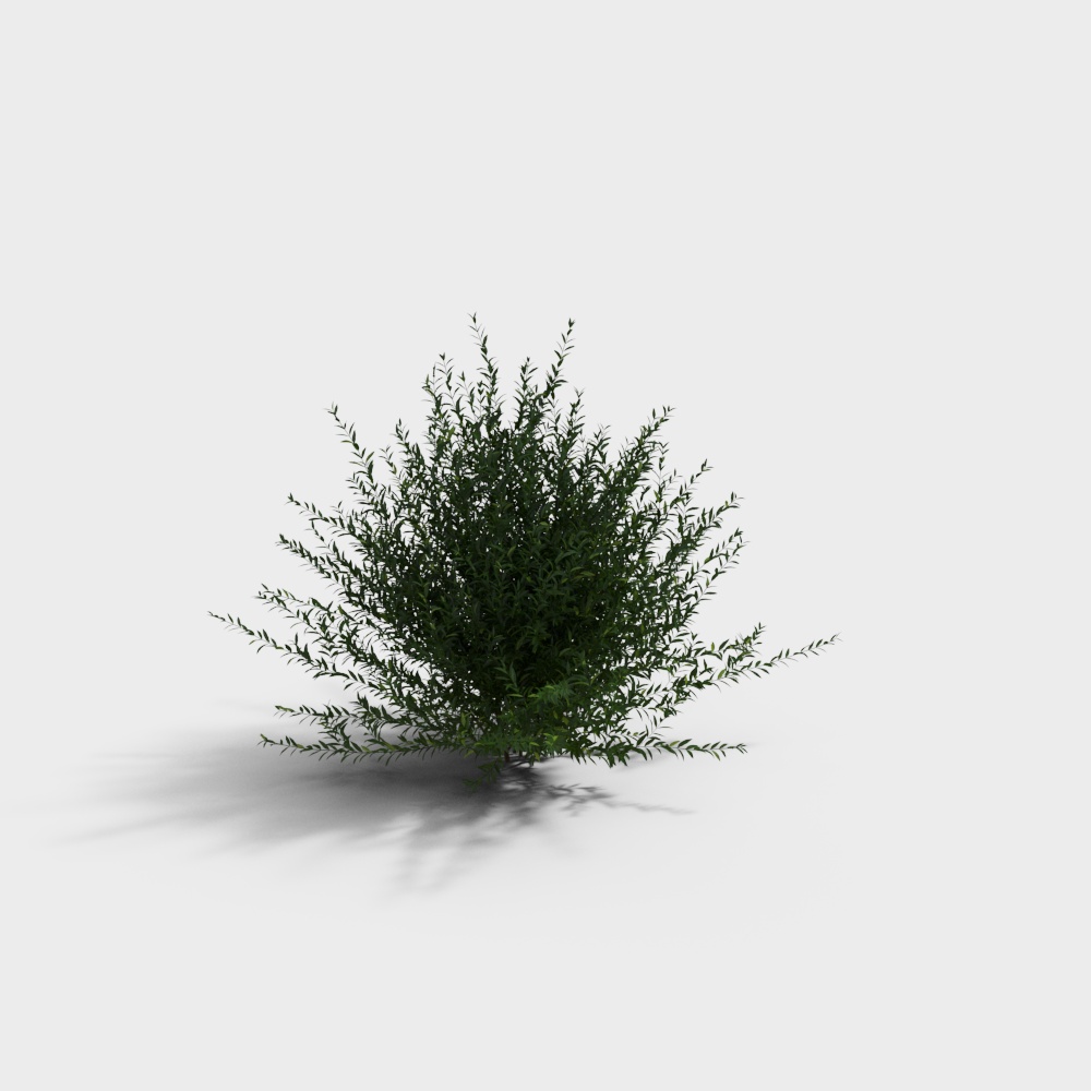 现代绿植灌木-灌木