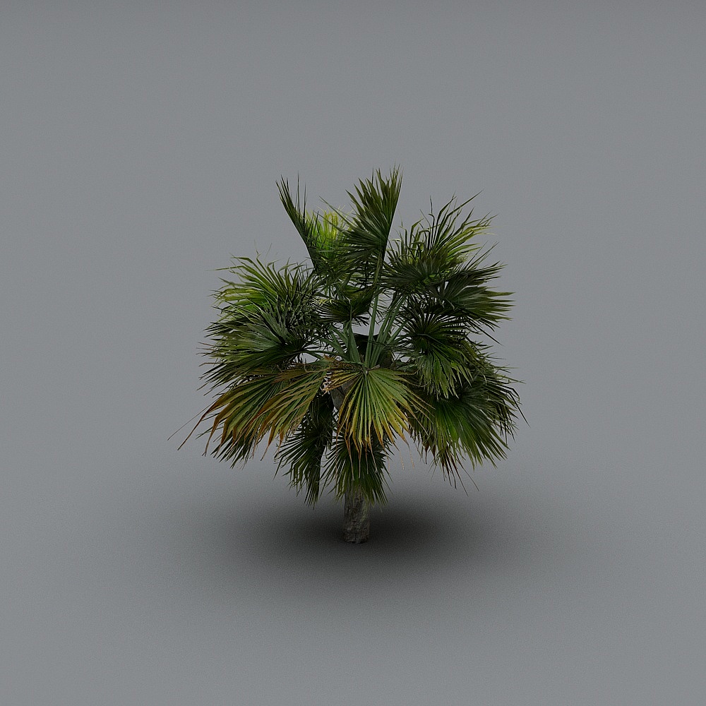 棕榈树1-KS