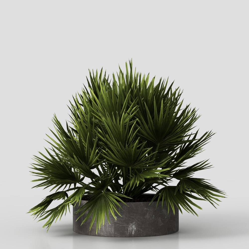 绿植盆栽